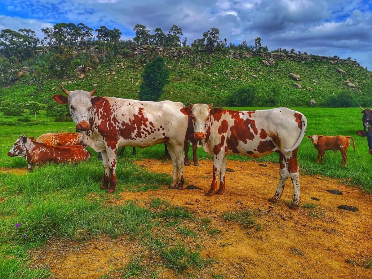 Oban Historical Guest Farm Villa Van Reenen Bagian luar foto